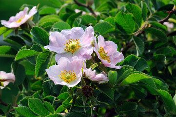 Naklejka na ściany i meble white-pink flowers of garden rosehip on a bush framed by green leaves