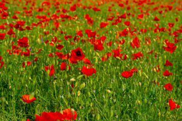 poppy flower on a green plain