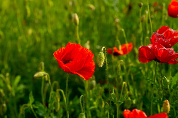 poppy flower on a green plain