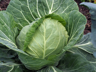 Weißkohlkopf auf Feld