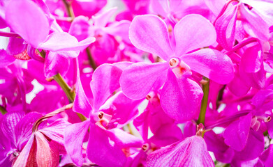The group of pink orchid. Pink flowers background