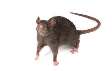 gray rat isolated