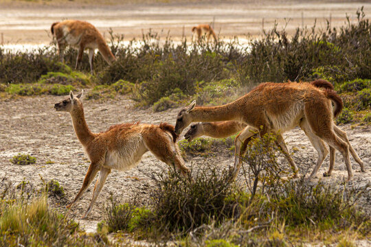 a disputa selvagem entre dois guanacos machos, perseguido a feme&aacute; que foge pelo deserto