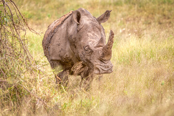 A White Rhino in Kruger Park