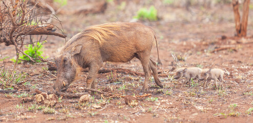 Fototapeta premium Female Warthog With Piglets