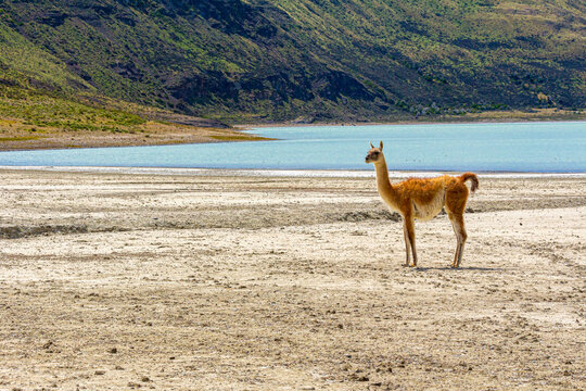 guanaco parado na beira do lago de &aacute;guas verdes, com montanhas ao fundo