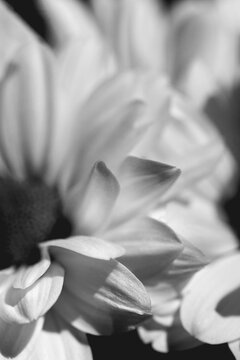 White flowers texture. Daisy. Macro. Bw.