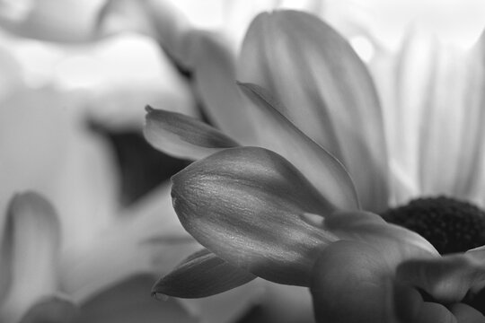 White flowers texture. Daisy. Macro. Bw.