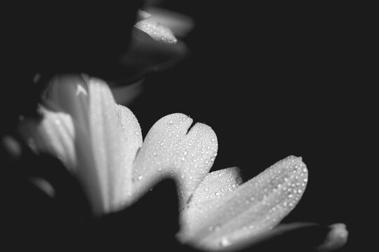 Drops of water on white flower petals. Macro. BW