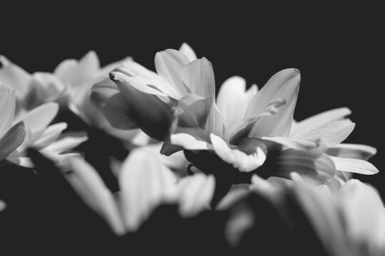 White flowers texture. Daisy. Macro. Bw.