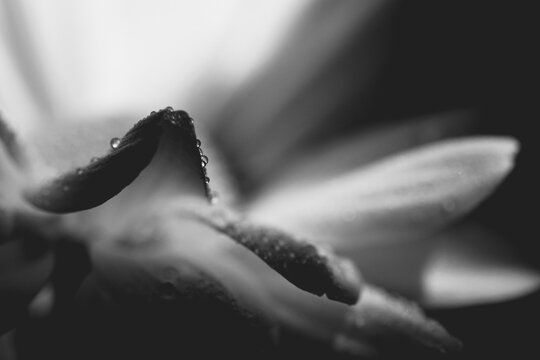 Drops of water on white flower petals. Macro. BW