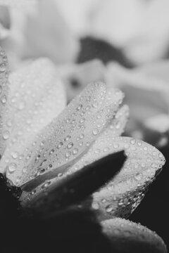 Drops of water on white flower petals. Macro. BW