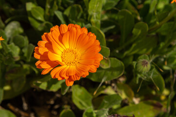 bela margarida laranja isolada 