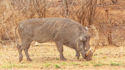Warthog in Kruger Park