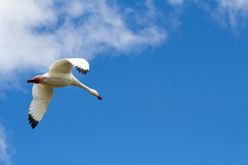 ganso branco voando em um belo céu azul 