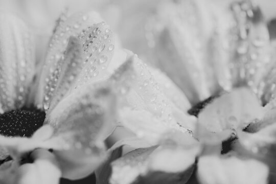 Drops of water on white flower petals. Macro. BW