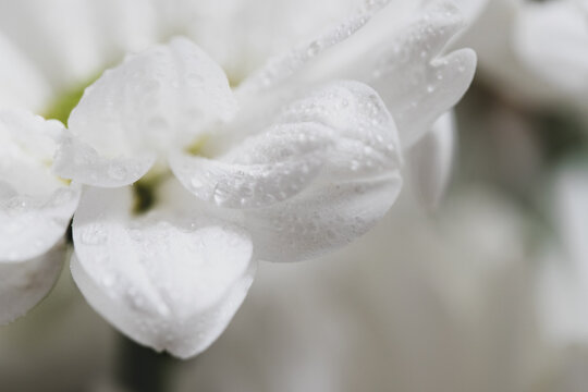 Drops of water on white flower petals. Macro. BW