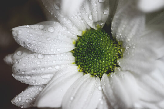 Drops of water on white flower petals. Macro. BW