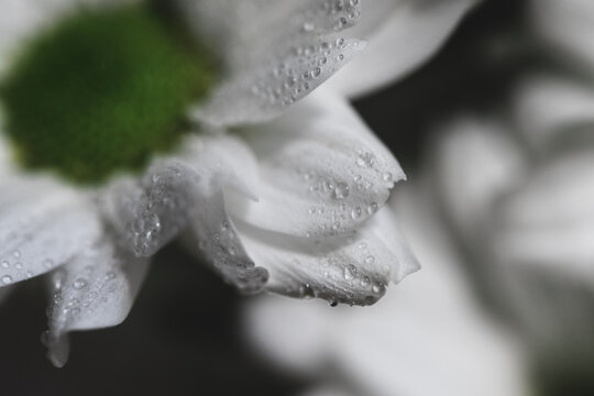 Drops of water on white flower petals. Macro. BW
