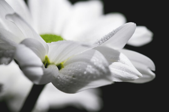 Drops of water on white flower petals. Macro. BW