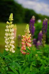 Blooming colorful lupine flowers - Lupinus polyphyllus - a garden on a sunny spring day- purple lupine, garden decorations