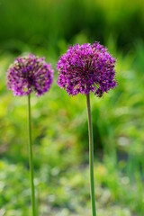 Fototapeta premium Allium Gladiator,Allium Giganteum - Giant Oniion ,blooming in a garden