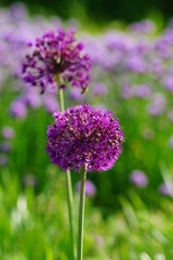 Allium Gladiator,Allium Giganteum - Giant Oniion ,blooming in a garden