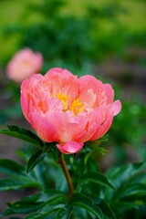 Beautiful blooming peonies (Paeonia) - Flowering peonies in the garden - pink   peony bush