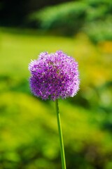 Obraz premium Allium Gladiator,Allium Giganteum - Giant Oniion ,blooming in a garden