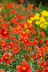  A beautiful orange inflorescence - Helianthemum hybridum, 'Henfield Brilliant'  - decorative variety