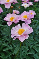 Beautiful blooming peonies (Paeonia) - Flowering peonies in the garden - pink   peony bush