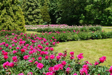 Beautiful blooming peonies (Paeonia) - Flowering peonies in the garden - pink   peony bush