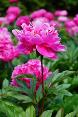 Beautiful blooming peonies (Paeonia) - Flowering peonies in the garden - pink   peony bush