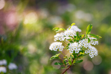 white flowers on a green background.  Blooming Spiraea (лат. Filipéndula ulmária) in the summer garden