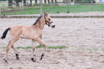 Little yellow foal, trosts, one week old, during the day with a countryside landscape