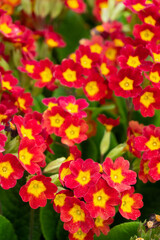 Obraz na płótnie Canvas red and yellow primrose flowers close-up