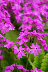 pink primrose flowers close up