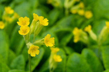 Yellow primula flowers close-up