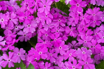 pink primrose flowers close up , up view 