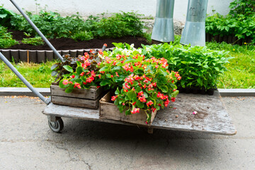 Fototapeta na wymiar Spring. The planting process. Flowers in a garden wheelbarrow