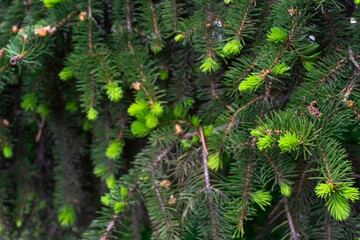 young growth of fir tree close up