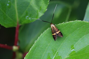 Nemophora degeerella - Langhornmotte