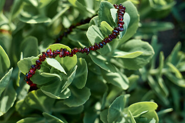 beautiful beads and green leaves in the garden in summer