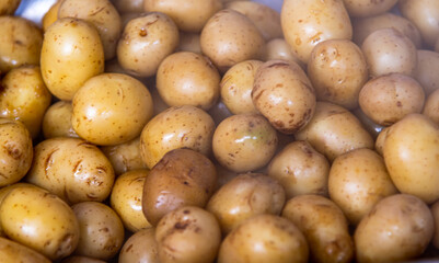 Batatas (Solanum tuberosum) sem vapor fresco para preparação de saladas