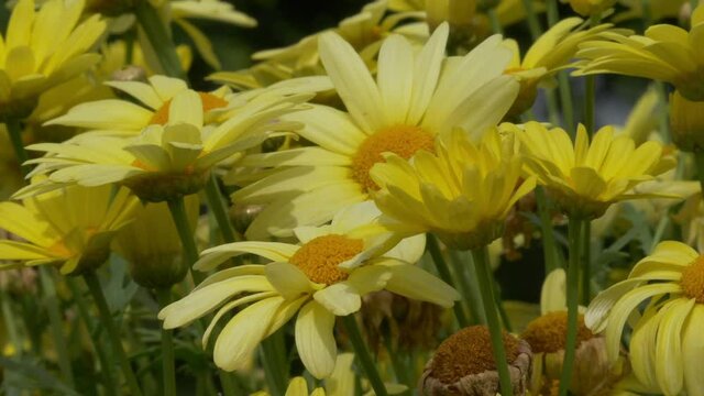 Sommerblumen an einem windigen Tag