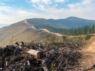 Deforestation and land clearing with a lone tree standing on grass