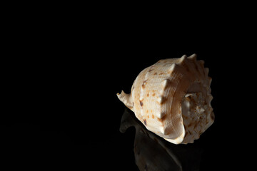 sea shell