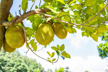 Jackfruit on the tree in summer
