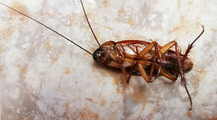 Big mediterranean cockroach dead on the floor by pesticides.