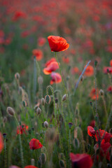Fototapeta na wymiar Field of poppies. Background for postcards. Nature in the summer. Sunset sun. Red poppies. Buds of wildflowers and garden flowers. Red poppy blossoms. Copy space